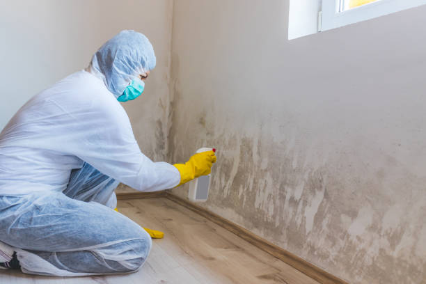 Licensed Commercial Mold Remediation service in Portland, OR - Car Mold Remediation